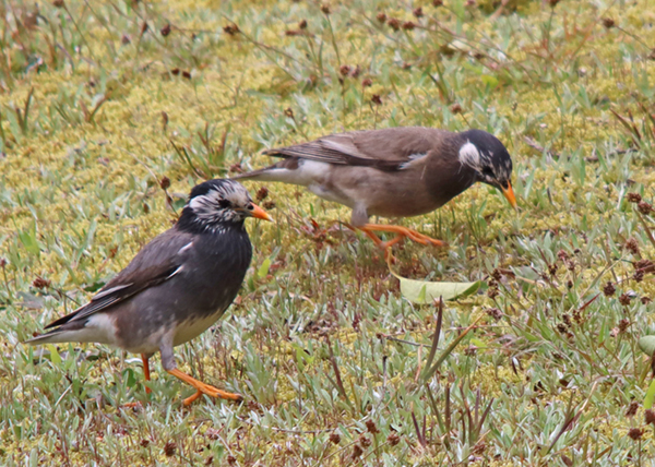 ���N�h��