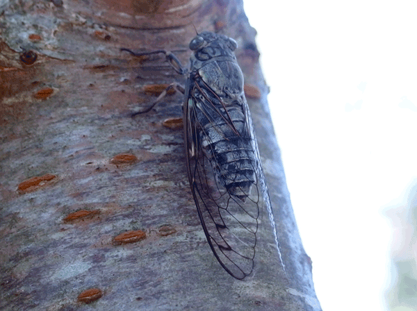 �c�N�c�N�{�E�V