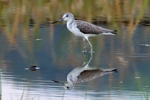 �A�I�A�V�V�M