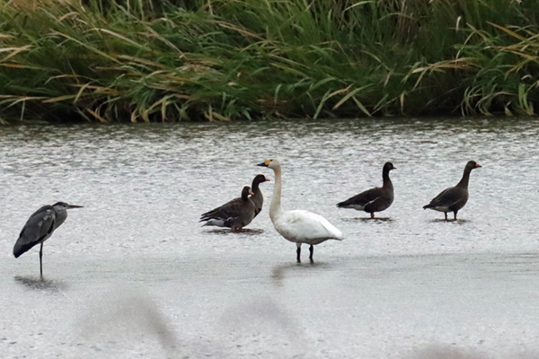 �R�n�N�`���E