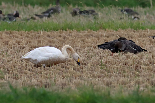 �R�n�N�`���E