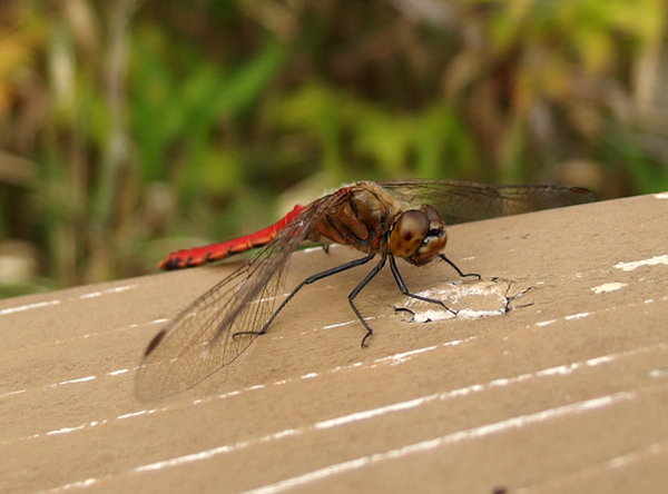 �A�L�A�J�l