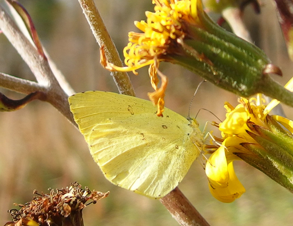 キタキチョウ キタキチョウ