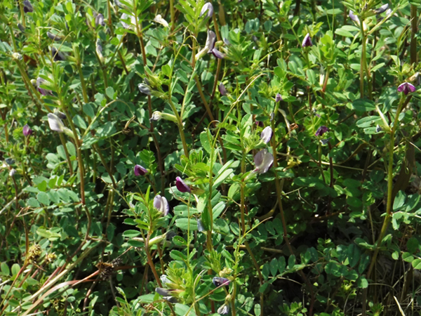 �J���X�m�G���h�E