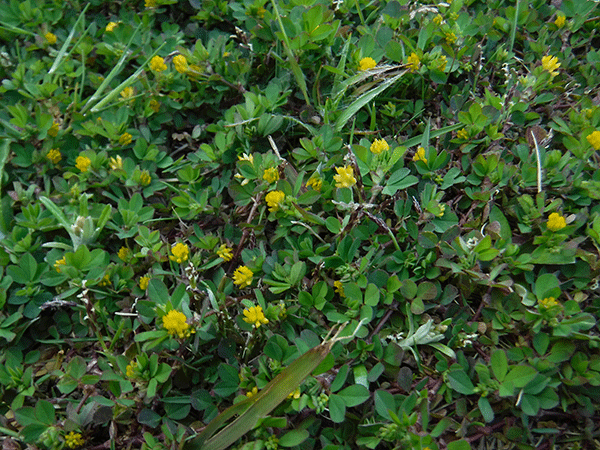 �R���c�u�c���N�T