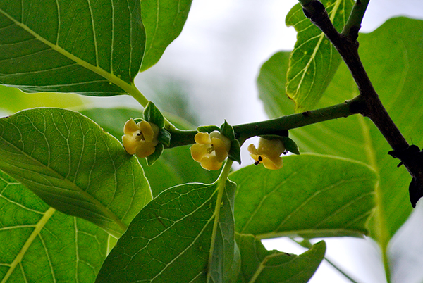 �}���K�L�̉�