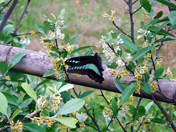 �A�I�X�W�A�Q�n