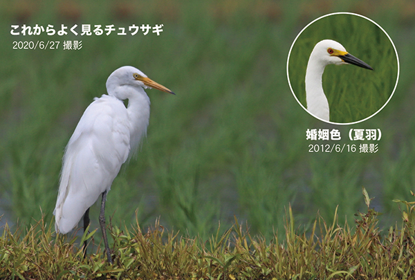 �`���E�T�M