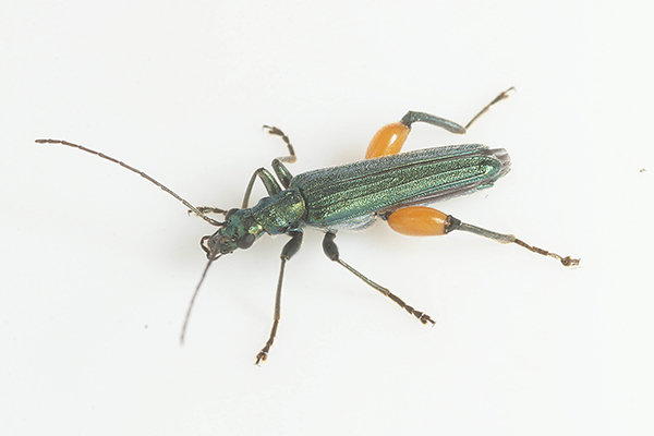 �t�^�C���J�~�L�����h�L