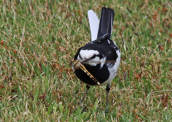 �n�N�Z�L���C