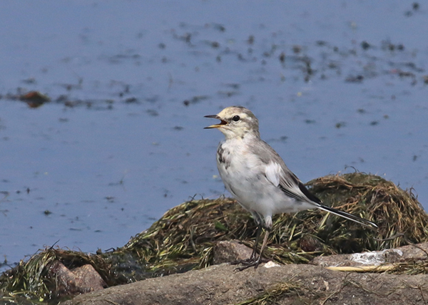 �n�N�Z�L���C