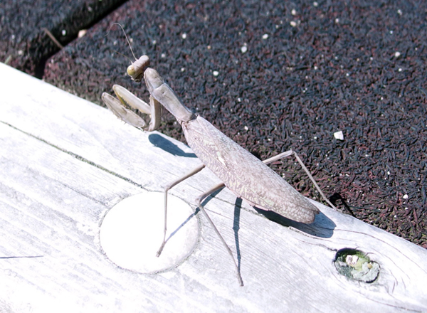 �n���r���J�}�L��