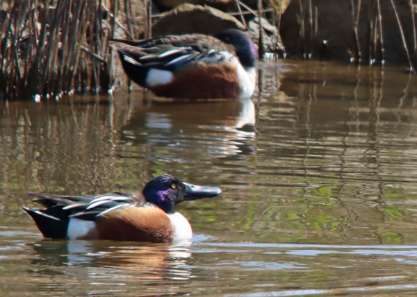 �n�V�r���K��