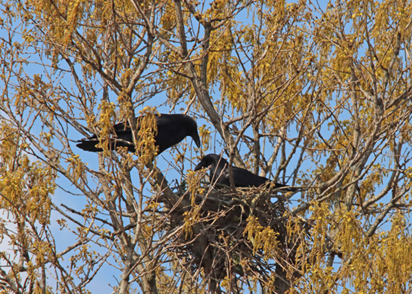 �n�V�{�\�K���X