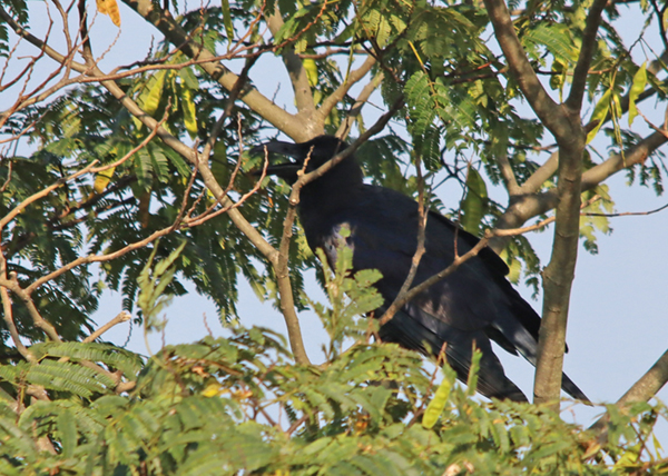 �n�V�u�g�K���X