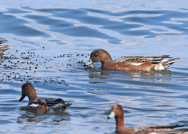 �q�h���K��