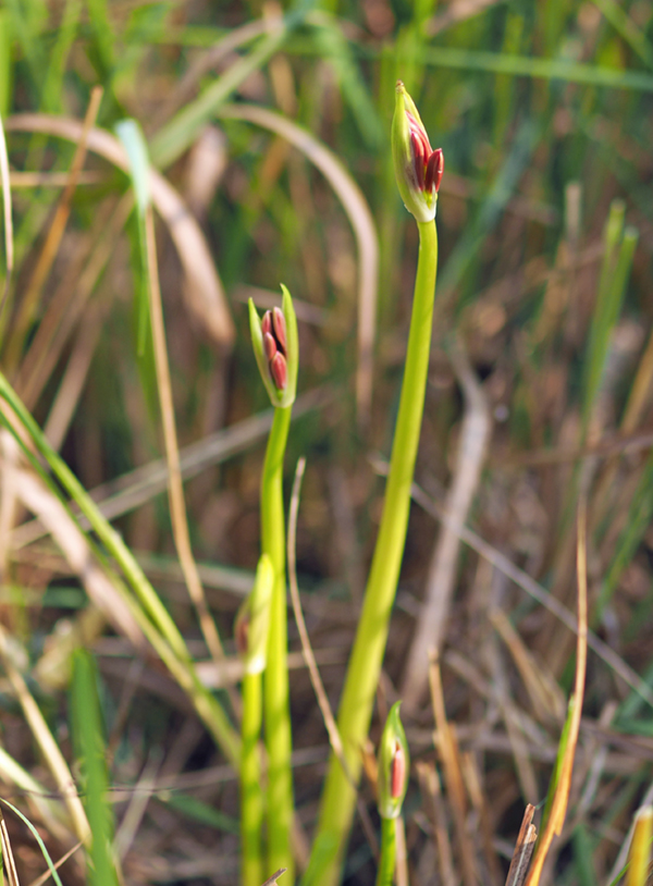 �q�K���o�i