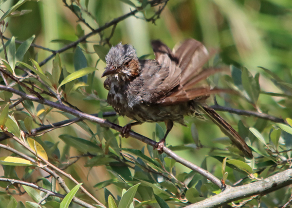 �q���h��