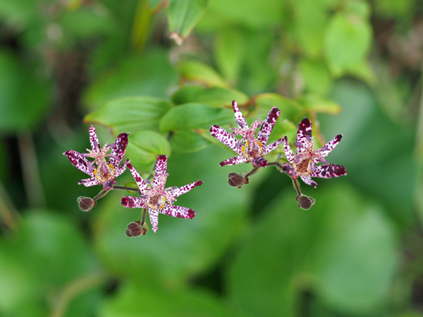 �z�g�g�M�X