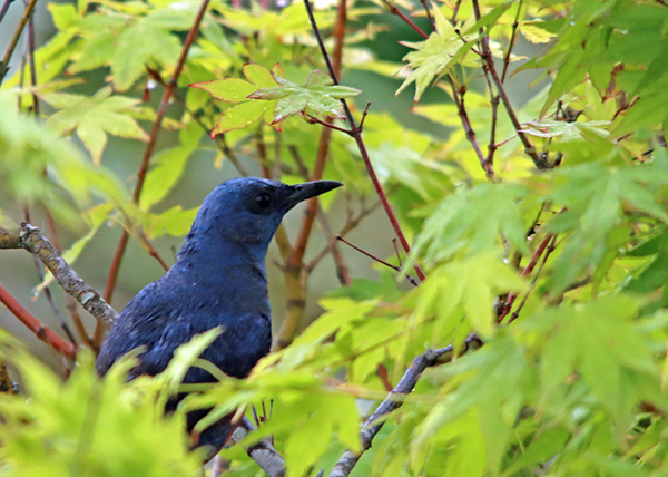 �C�\�q���h��