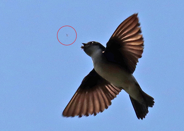 �C���c�o��