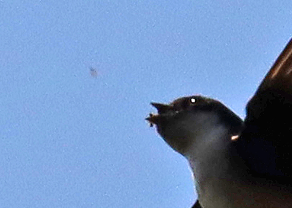 �C���c�o��