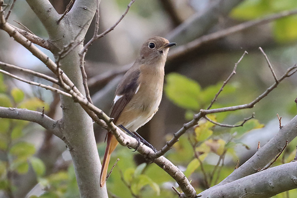 �W���E�r�^�L