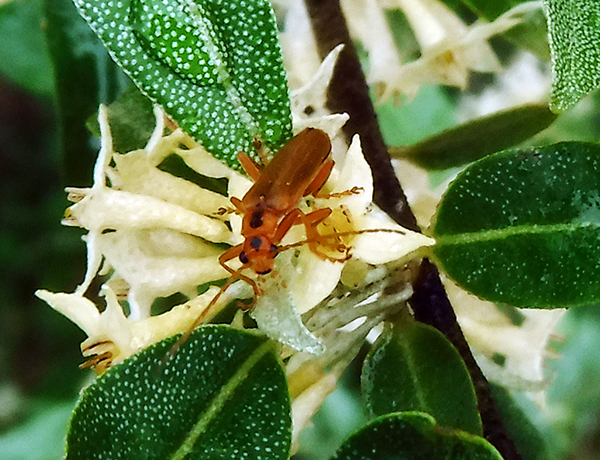 �Z�{�V�W���E�J�C