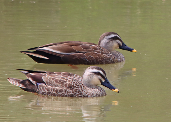 �J���K��