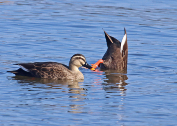 �J���K��