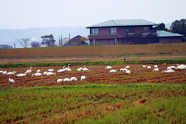 �R�n�N�`���E