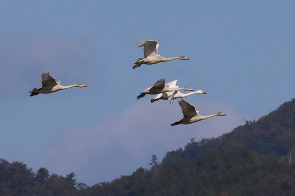 �R�n�N�`���E