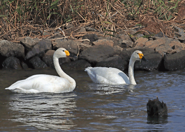 �R�n�N�`���E