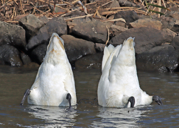 �R�n�N�`���E