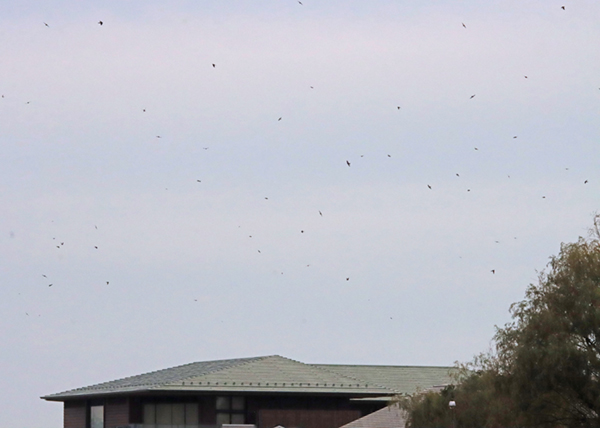 �c�o����