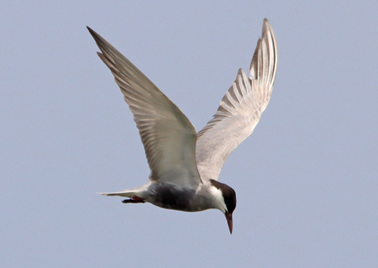 �N���n���A�W�T�V