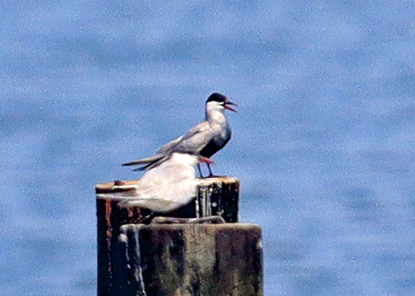 �N���n���A�W�T�V