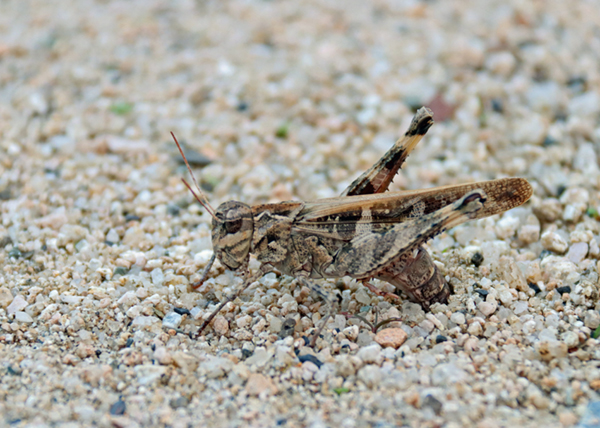 �N���}�o�b�^���h�L