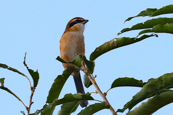 ���Y�i�I�X�j