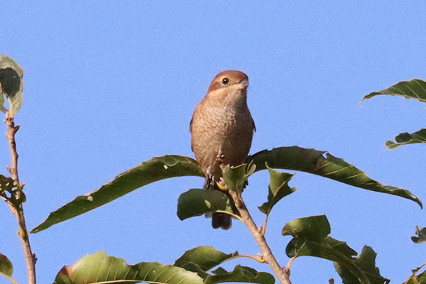 ���Y�i���X�j