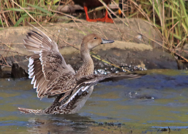 �I�i�K�K��