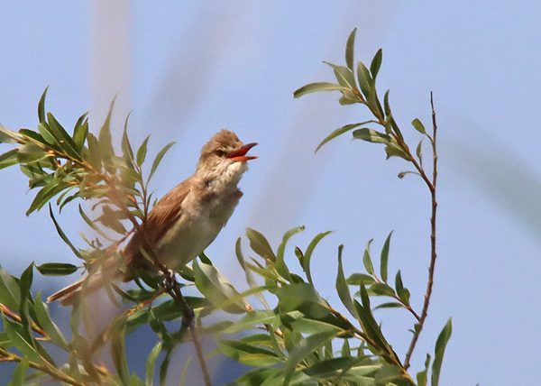 �I�I���V�L��