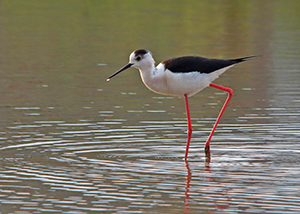 �Z�C�^�J�V�M