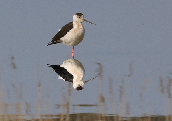 �Z�C�^�J�V�M