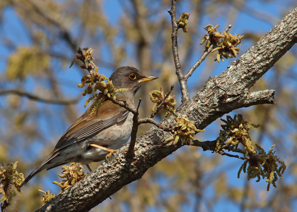 �V���n��