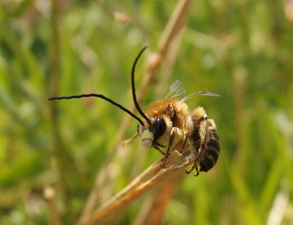 �V���X�W�q�Q�i�K�n�i�o�`