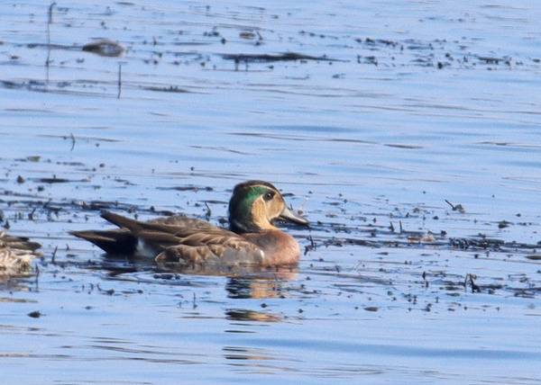 �g���G�K��