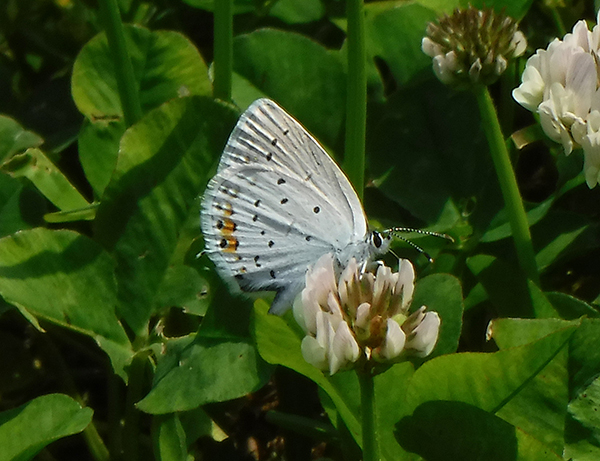 �c�o���V�W�~