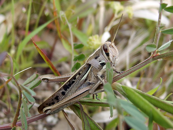 �c�`�C�i�S