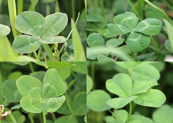 �l�t�̃N���[�o�[�i�V���c���N�T�j